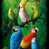 Tropical birds and parrots in a rainforest. Illustration d'oiseau tropicaux et de perroquets dans une forêt tropicale.