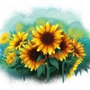 Sunflower illustration. Illustration de fleurs de tournesol.