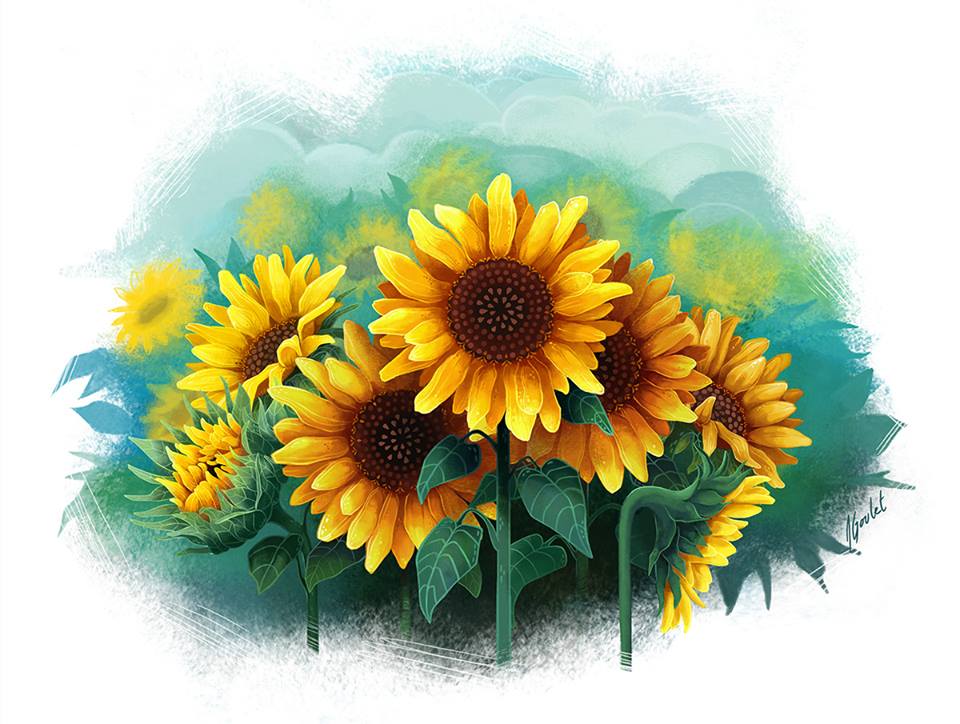 Sunflower illustration. Illustration de fleurs de tournesol.